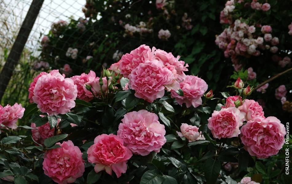 ©SUNFLOR - Primavera